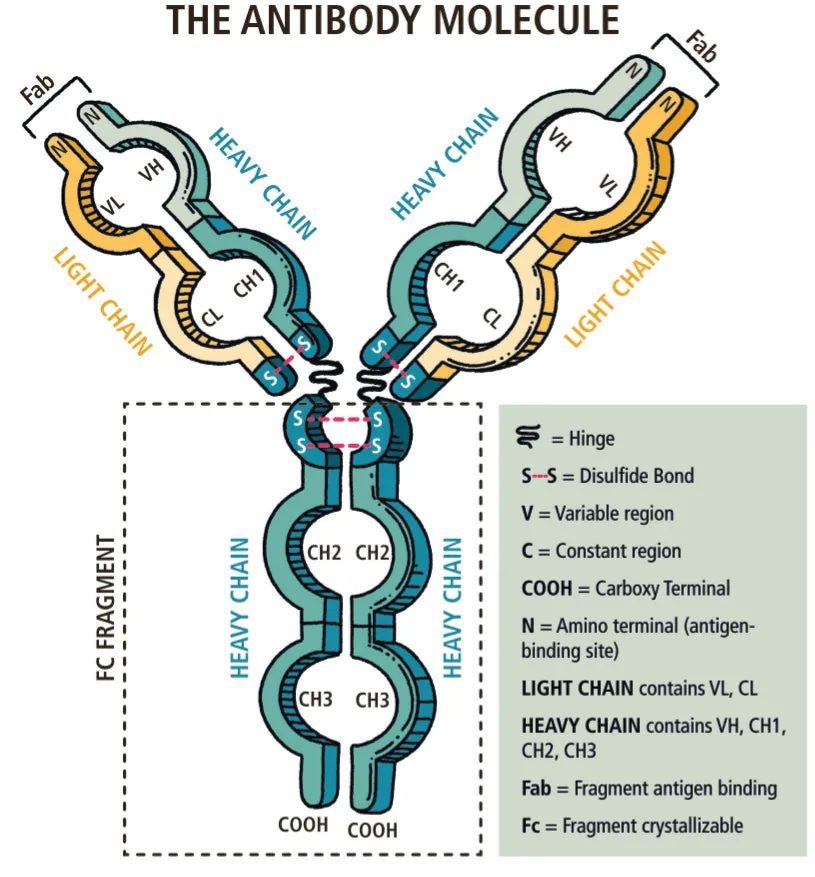 Immunology Made Ridiculously Simple