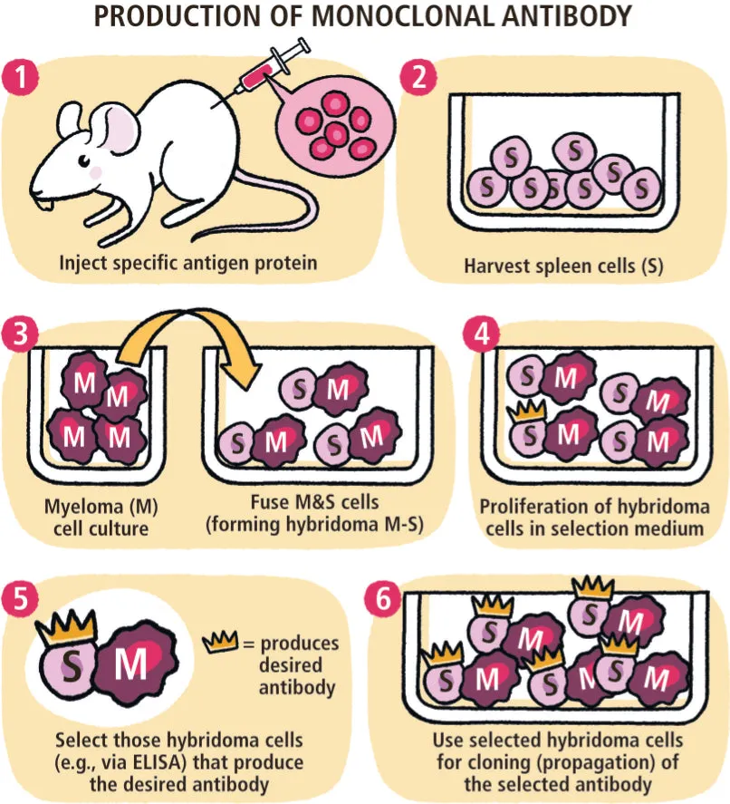 Immunology Made Ridiculously Simple